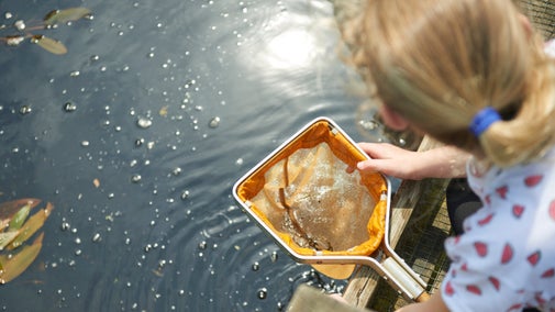 Pond dipping at Dunwich Heath and Beach, Suffolk